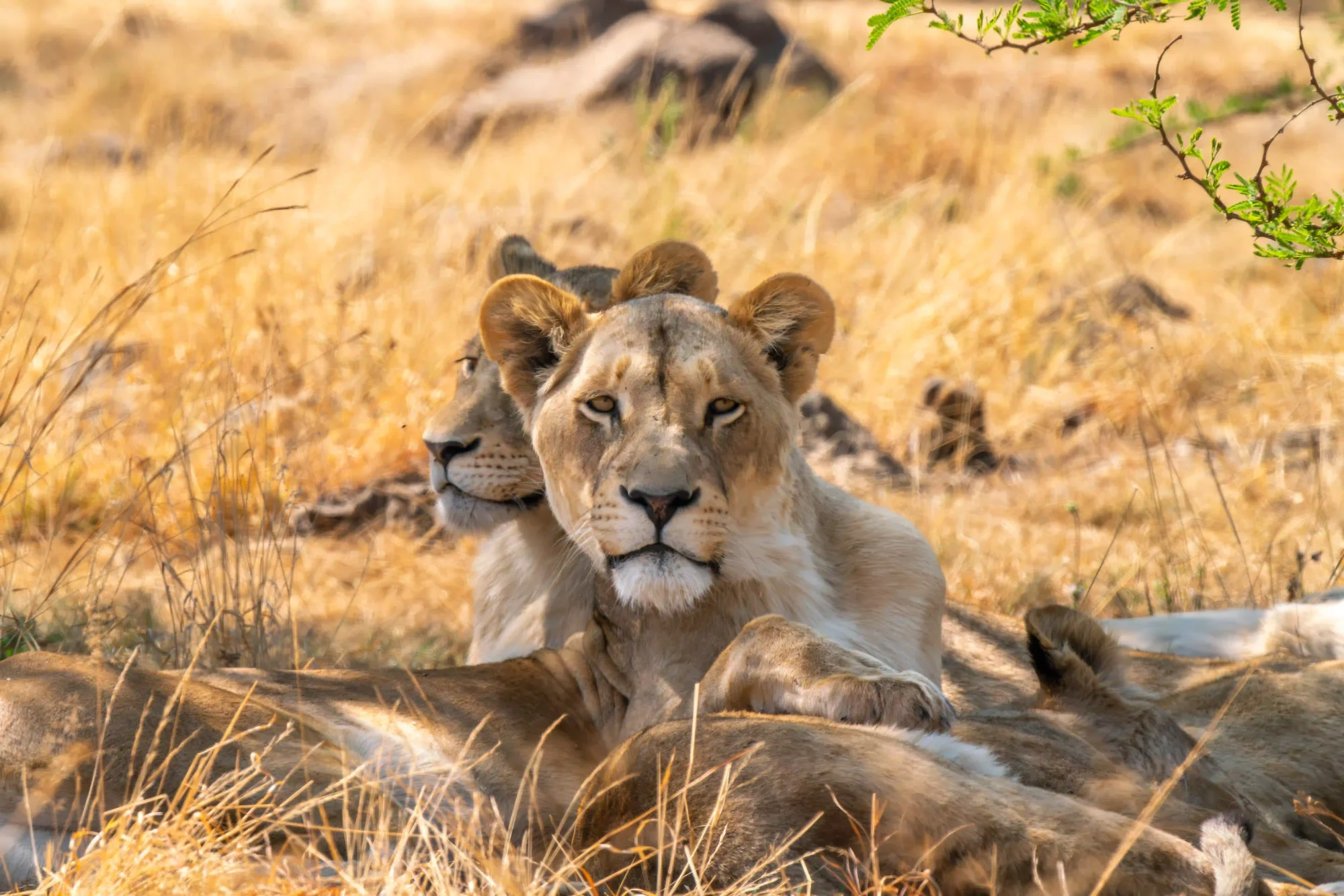 Sudafrica