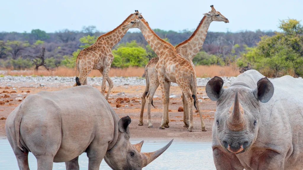 Parco di Etosha - Parco Nazionale di Etosha, Namibia, Africa | Viaggio in Namibia self drive | Alidays Travel Experience