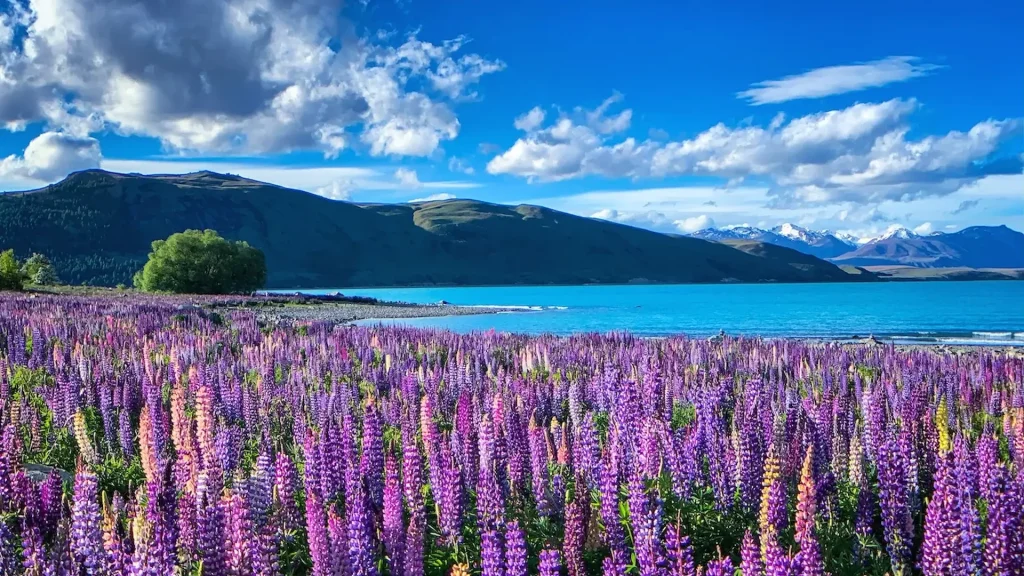 Fiori di lupino viola-rosa in fiore al lago Tekapo, Nuova Zelanda | Viaggio in Nuova Zelanda e Australia tra paesaggi mozzafiato e città iconiche | Alidays