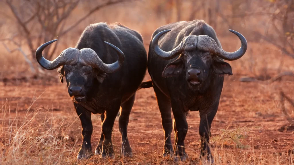 Due Bufali in un parco del Sudafrica