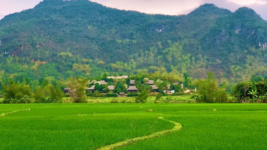 Sentiero tortuoso attraverso un campo di riso verde a Mai Chau, Vietnam | Tour Vietnam 12 giorni "Essenze, fascino e suggestioni con estensione all’Avana Retreat di Mai Chau” | Alidays