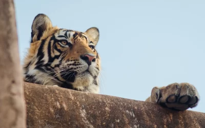A young tiger in Ranthambore strikes a majestic pose atop the entrance to the safari park.