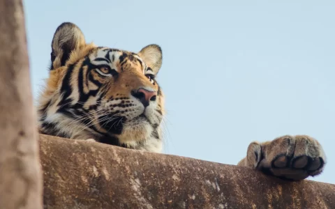 A young tiger in Ranthambore strikes a majestic pose atop the entrance to the safari park.