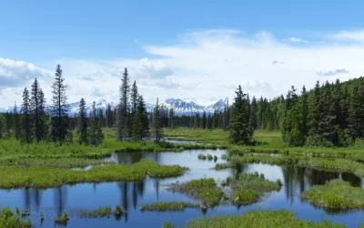 Beautiful scenes of mountains, lakes and evergreen trees viewed from the dome train between Anchorage and Denali National Park