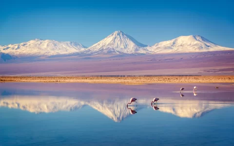 Andean flamingos, Atacama salar, Chile