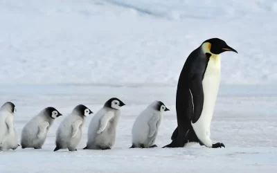 famiglia di pinguini in antartide
