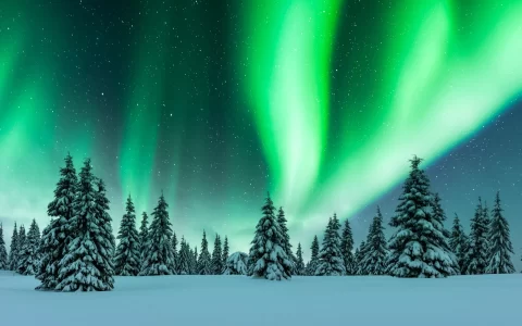 Aurora borealis. Northern lights in winter forest