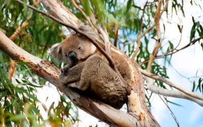 Wild Koala - Kangaroo Island