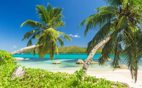 Beautiful beach Anse Boudin seen from under the coconut palm, Praslin island, Seychelles.