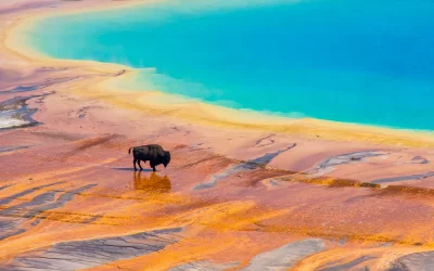 Bison attraversa il geyser Grand Prismatic in Yellowstone National Park