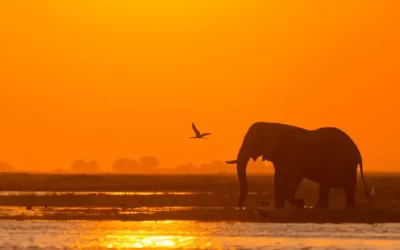 Botswana elefante