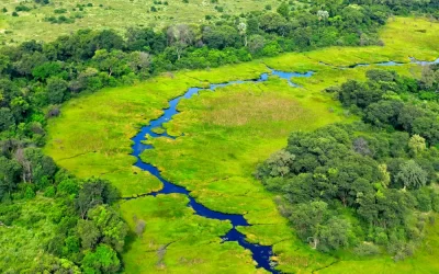 Green river, aerial landscape in Okavango delta,