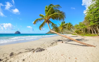 Caraibi Martinica spiaggia di cocco