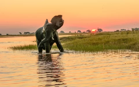 Chobe river sundowner