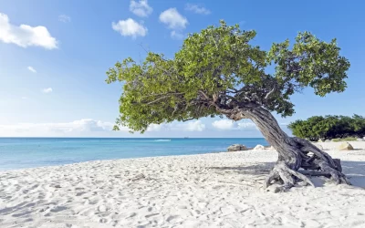 Divi divi tree on Aruba island