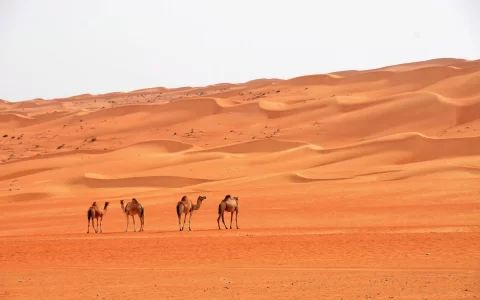 Dromedarys in the Oman desert