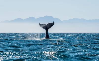 Balena False Bay al largo della costa dell'Africa meridionale.