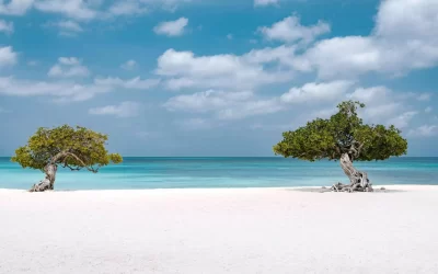 Fofoti Trees At Eagle Beach