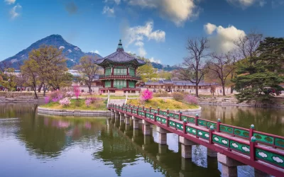 Gyeongbokgung palace with cherry blossom tree in spring time in seoul city of korea