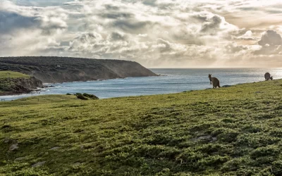 Kangaroos while looking at you at sunset in kangaroo island