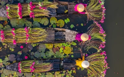 Vista aerea delle donne delle zone rurali nel distretto di Moc Hoa, nella provincia di Long An, sul delta del Mekong che raccolgono ninfee