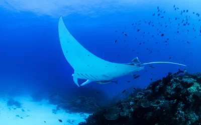 Manta Ray, Lady Elliot Island, Australia