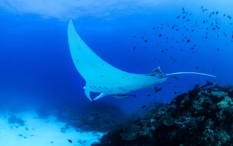 Manta Ray, Lady Elliot Island, Australia