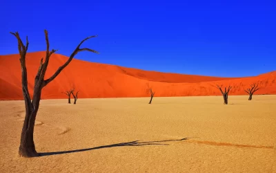 Namibian red desert with dunes and trees