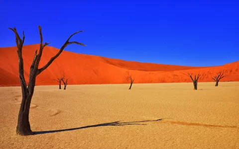 Namibian red desert with dunes and trees