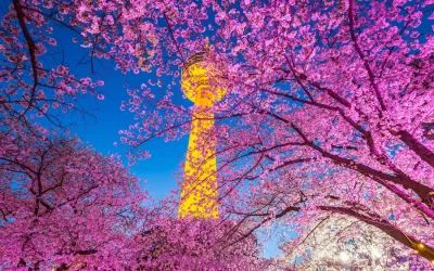 Night view of Cherry Blossom festival at Daegu, South Korea