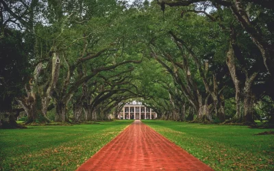 Looking down the tree tunnel of the infamous Oak Alley Plantation in Vacherie, Louisiana.