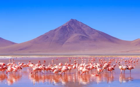 Pink flamingos at exciting lagona colorada scenery in Bolivia, South America