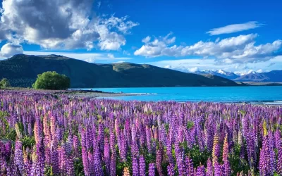 Purple pink lupinus flower blossom at Lake Tekapo, New Zealand