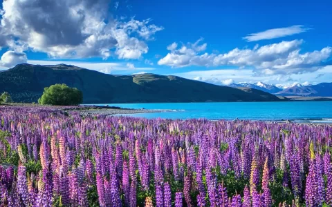 Purple pink lupinus flower blossom at Lake Tekapo, New Zealand
