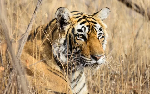 Ranthambore national park, India