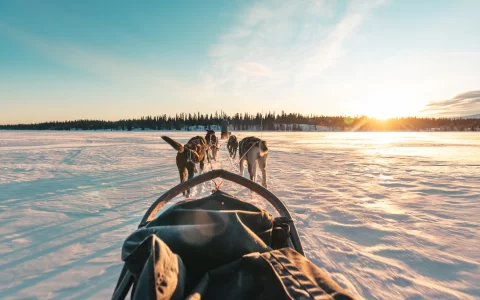 Sled dog team in Norway