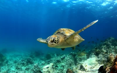 Tartaruga marina verde Galapagos