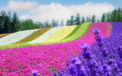 The lanscape of the rainbow Flower Field Furano Hokkaido