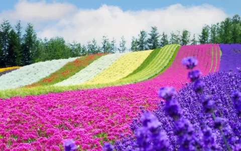 The lanscape of the rainbow Flower Field Furano Hokkaido