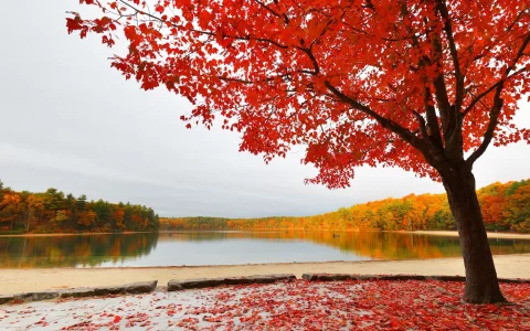 Walden Pond at sun rise, Concord Massachusetts USA
