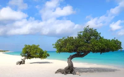 aruba tree