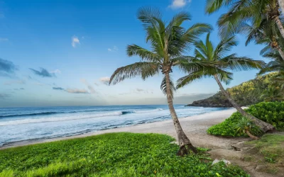 beach with palm tree , reunion island