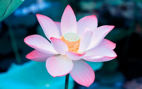 beautiful blossoming pink color water lily (lotus) flower in green pond background. Vietnam