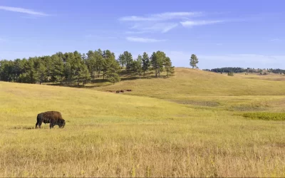 Bison in the Grasslands, Wind Cave National Park, South Dakota, USA