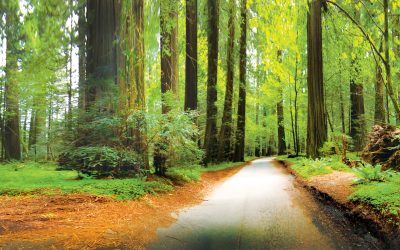 Image shot at Redwood forest Northern CA