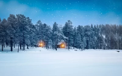 bosco innevato in lapponia di sera