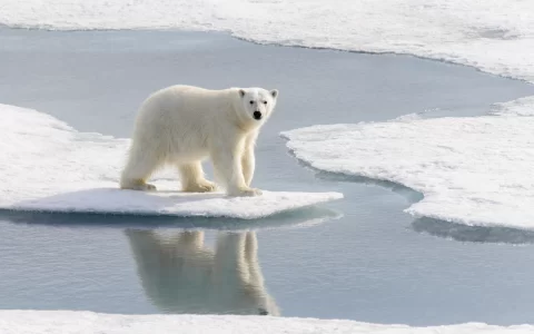 Orso polare Arcipelago delle Svalbard