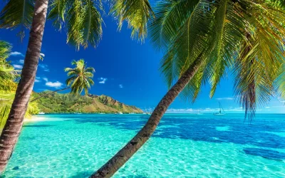 palm on the beach polinesia francese
