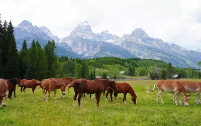 ranch in wyoming wiht horses and rocky mountains