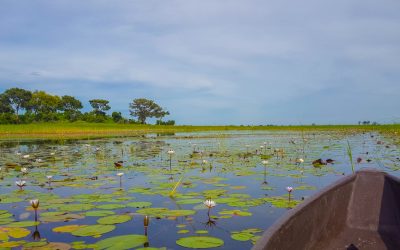 Canoe,In,The,Delta,In,Botswana